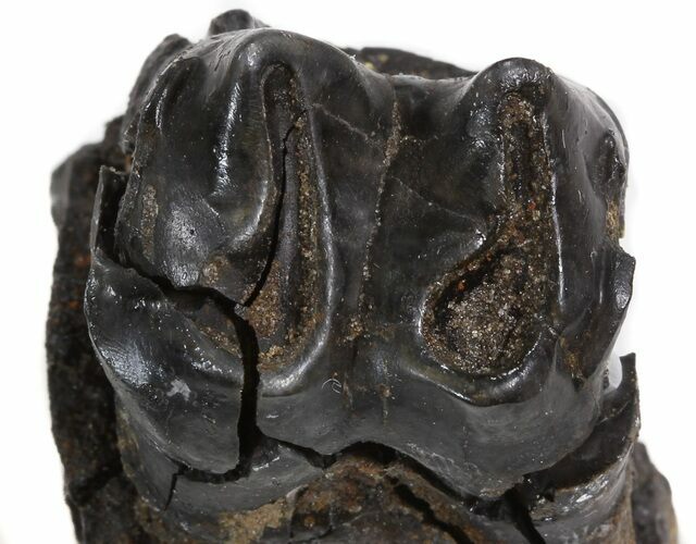 Pleistocene Aged, Fossil Tapir Molar - Florida #42991